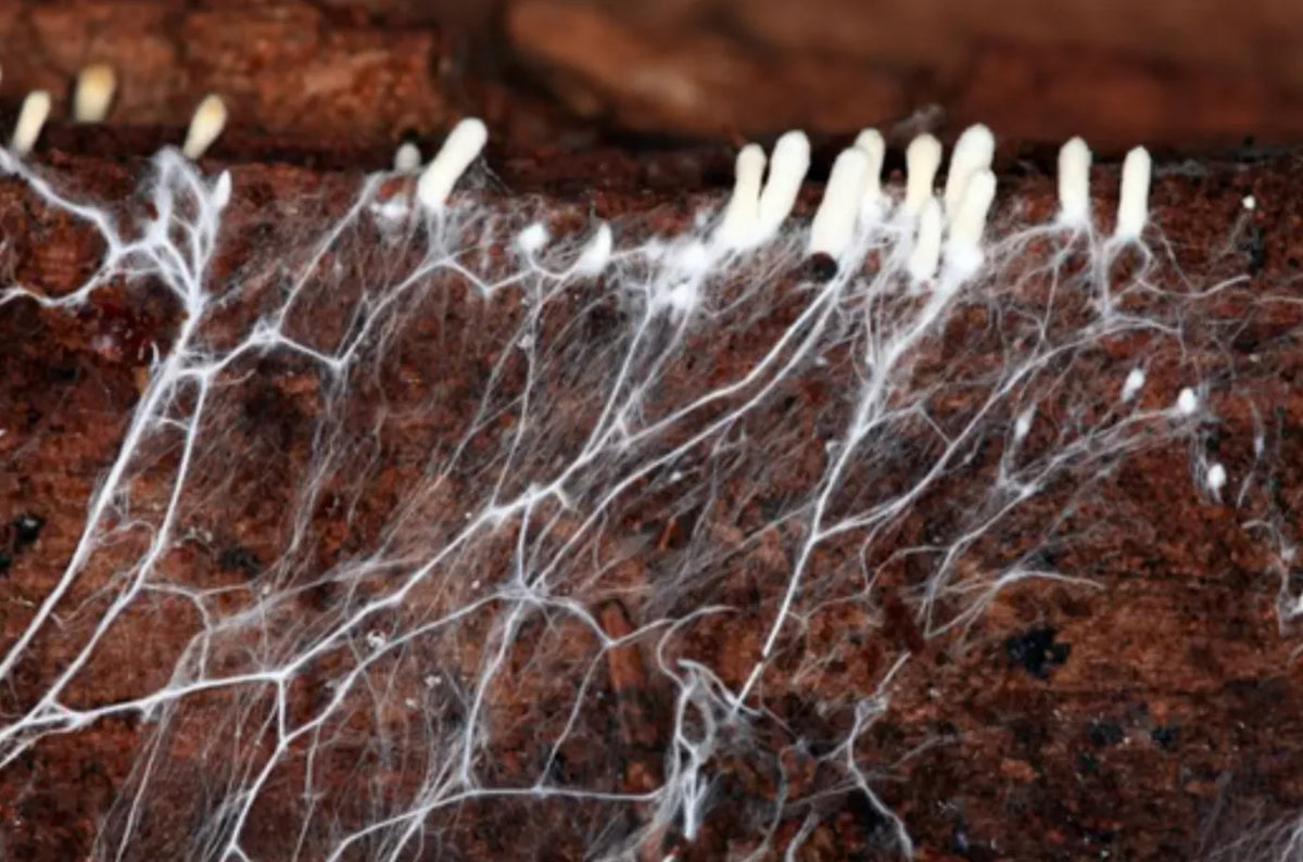 What is Mushroom Mycelium?